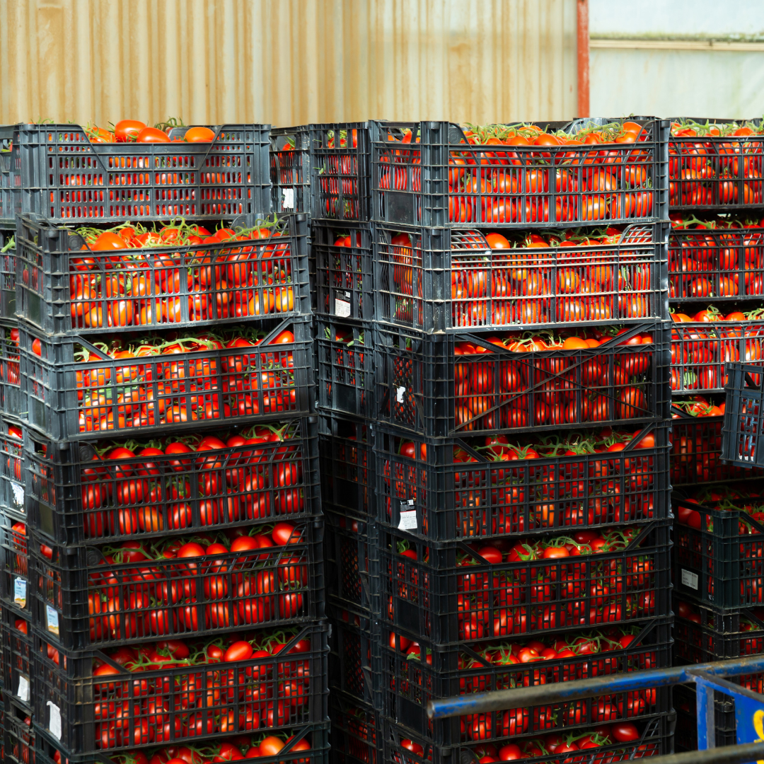 Stacks of black plastic crates filled with ripe red tomatoes are arranged in a warehouse or storage area with metal and wooden walls in the background.