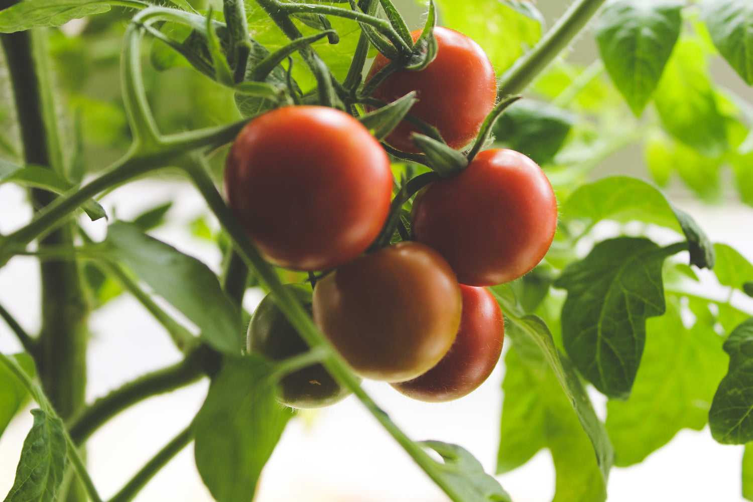 A cluster of ripe red tomatoes growing on a vine, surrounded by green leaves.
