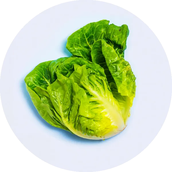 A single head of fresh romaine lettuce with crisp green leaves, placed on a plain white background.
